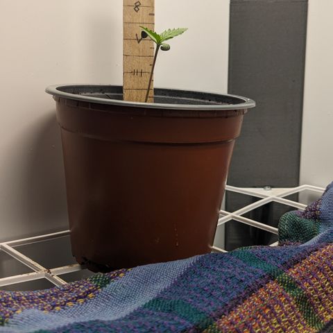 Tamsi growlog timeline photo