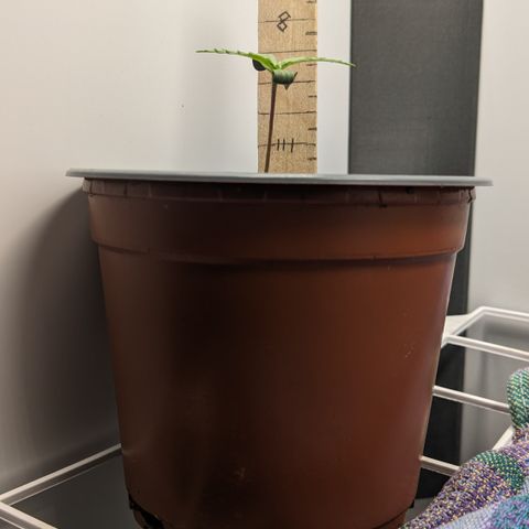 Tamsi growlog timeline photo