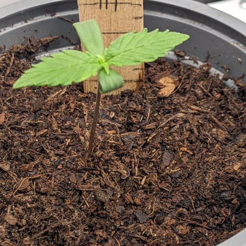 Tamsi growlog timeline photo