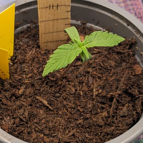 Tamsi growlog timeline photo