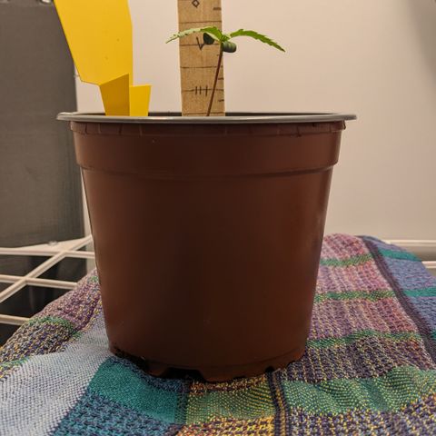 Tamsi growlog timeline photo