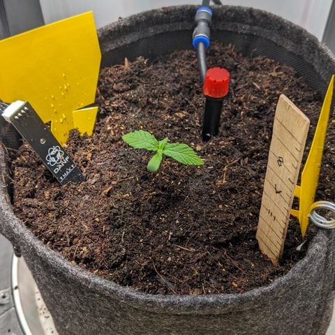 Tamsi growlog timeline photo
