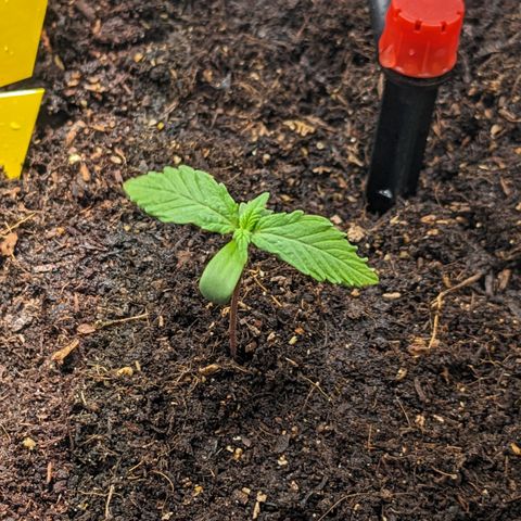 Tamsi growlog timeline photo