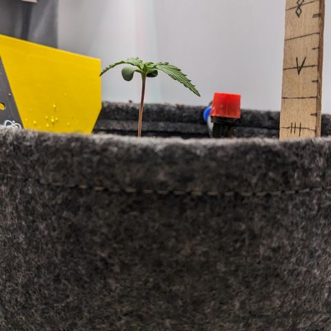Tamsi growlog timeline photo