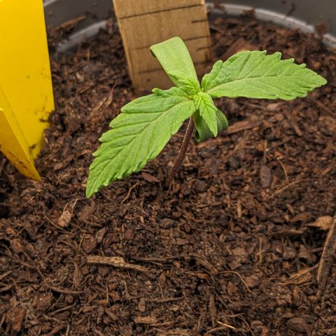 Tamsi growlog timeline photo