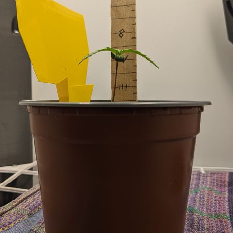 Tamsi growlog timeline photo