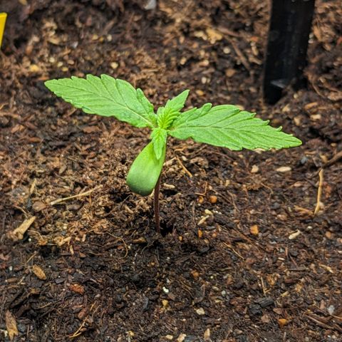 Tamsi growlog timeline photo