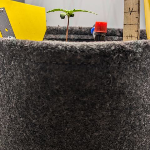 Tamsi growlog timeline photo