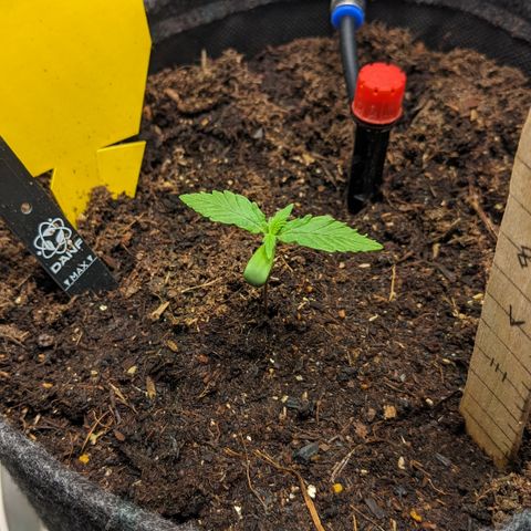 Tamsi growlog timeline photo