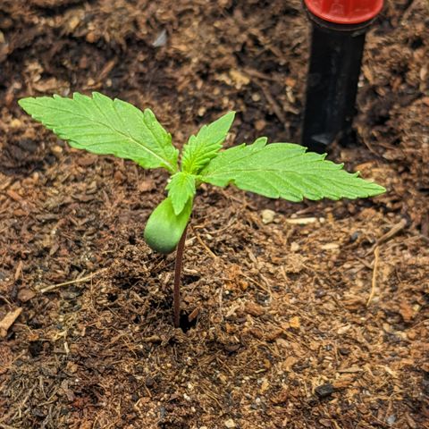 Tamsi growlog timeline photo