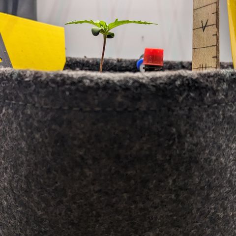 Tamsi growlog timeline photo