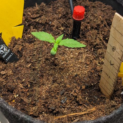 Tamsi growlog timeline photo
