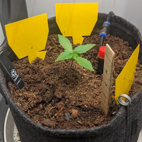 Tamsi growlog timeline photo