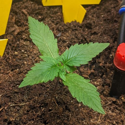 Tamsi growlog timeline photo