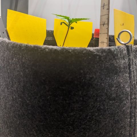 Tamsi growlog timeline photo