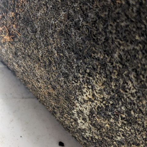 Tamsi growlog photo: Roots?