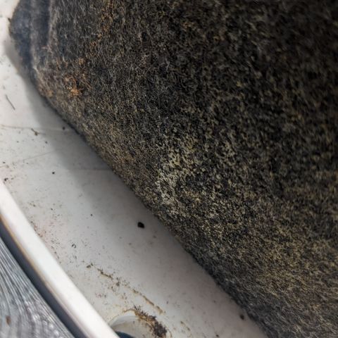 Tamsi growlog photo: Roots?