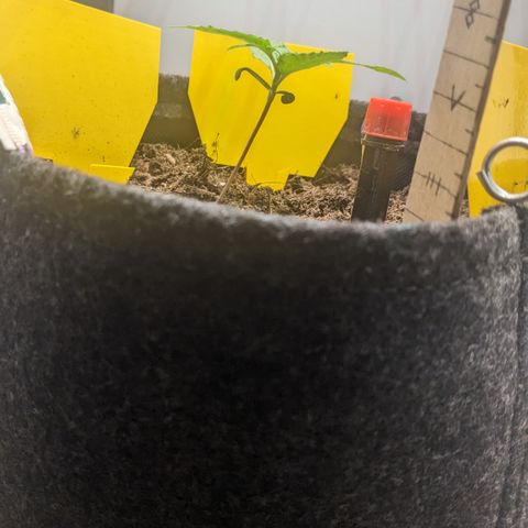 Tamsi growlog timeline photo