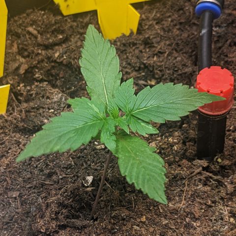 Tamsi growlog timeline photo