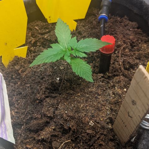 Tamsi growlog timeline photo