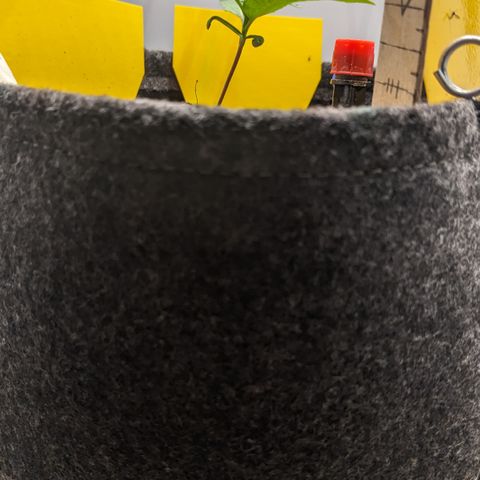 Tamsi growlog timeline photo