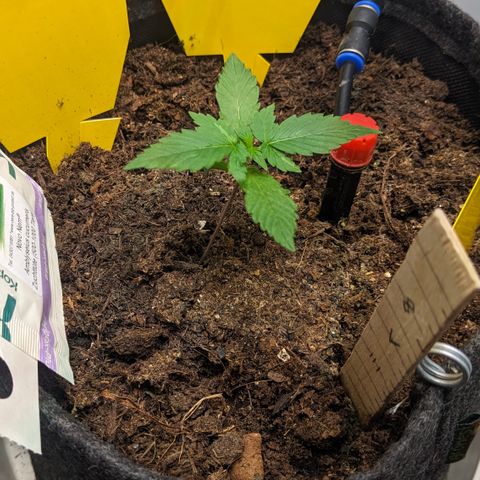 Tamsi growlog timeline photo