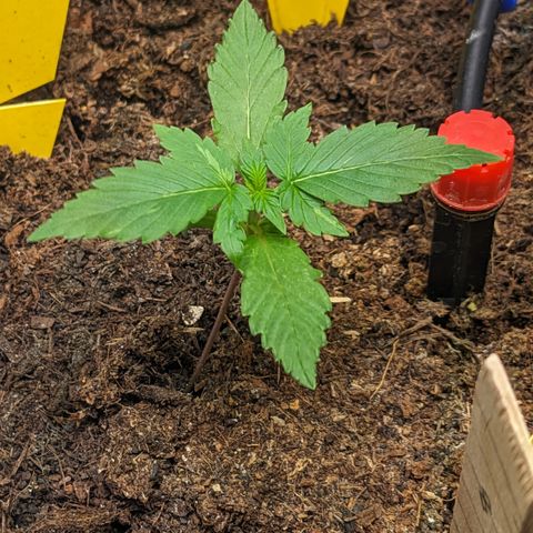 Tamsi growlog timeline photo