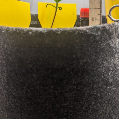 Tamsi growlog timeline photo