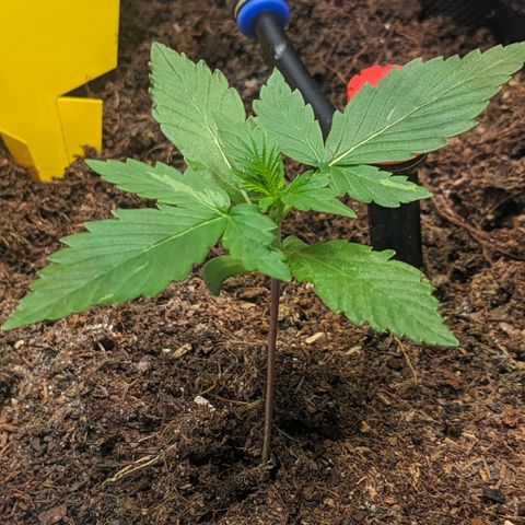 Tamsi growlog timeline photo