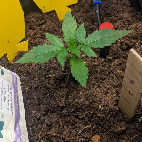 Tamsi growlog timeline photo