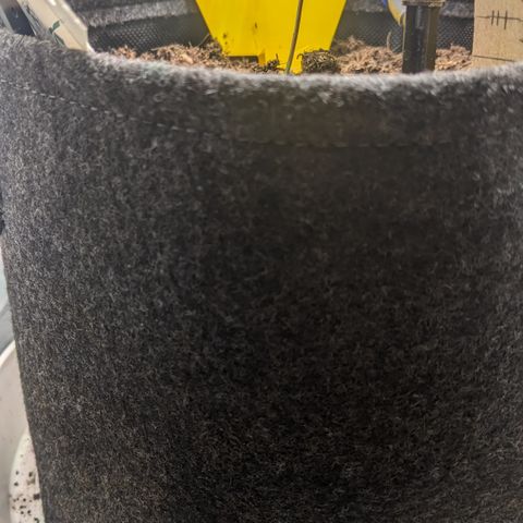 Tamsi growlog timeline photo