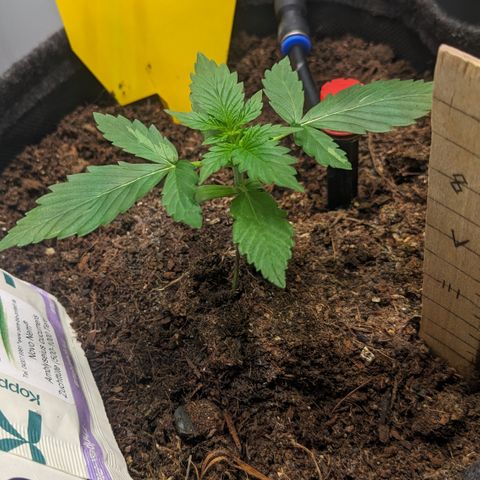 Tamsi growlog timeline photo