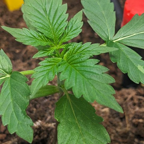 Tamsi growlog timeline photo