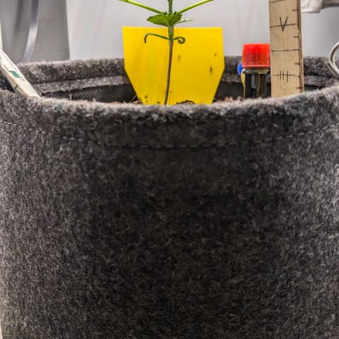 Tamsi growlog timeline photo