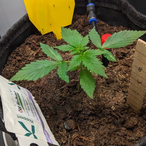 Tamsi growlog timeline photo
