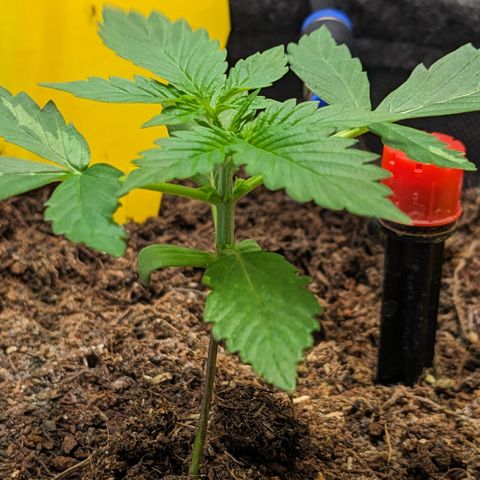 Tamsi growlog timeline photo