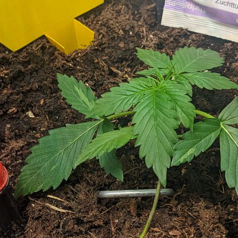 Tamsi growlog photo: LST
