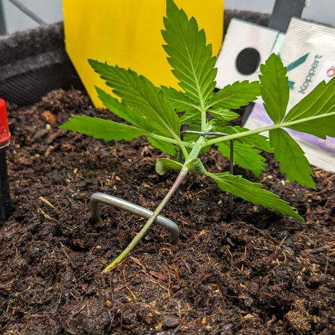Tamsi growlog photo: LST