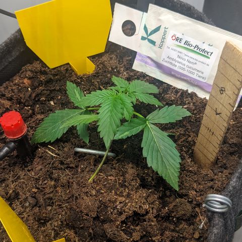 Tamsi growlog photo: LST