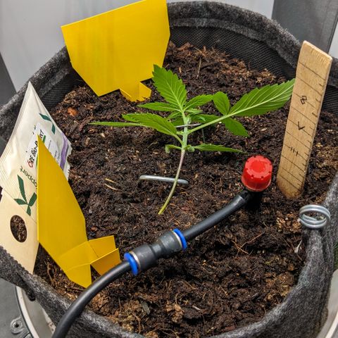 Tamsi growlog photo: LST