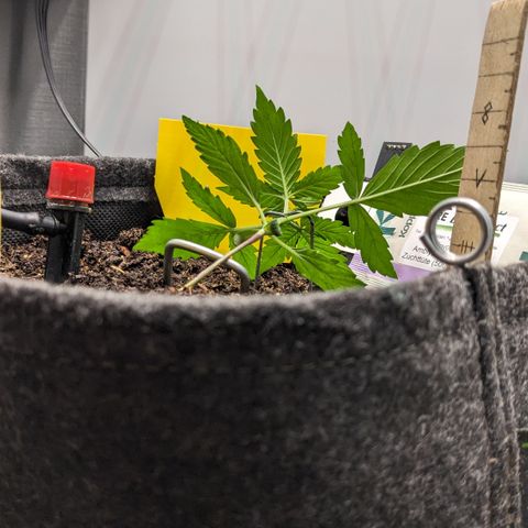 Tamsi growlog photo: LST