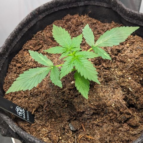 Tamsi growlog photo: LST