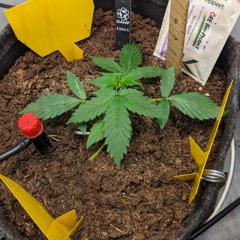 Tamsi growlog timeline photo