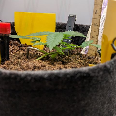 Tamsi growlog timeline photo