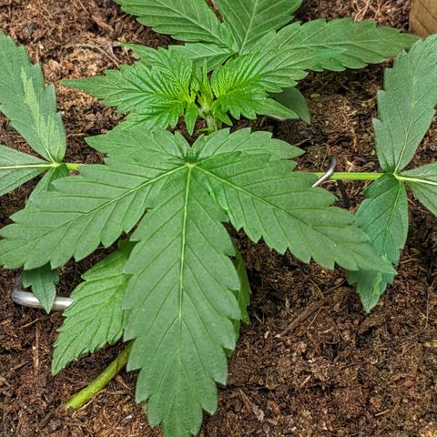 Tamsi growlog timeline photo