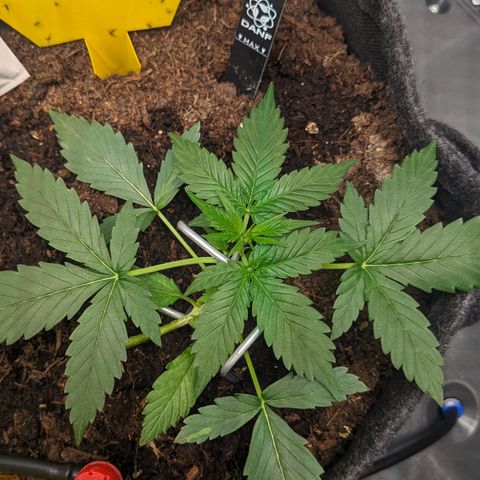 Tamsi growlog timeline photo