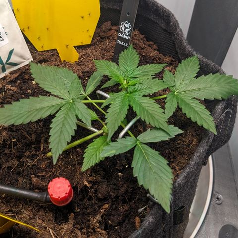 Tamsi growlog timeline photo