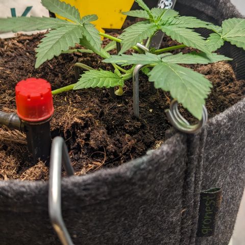 Tamsi growlog timeline photo