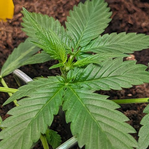 Tamsi growlog timeline photo