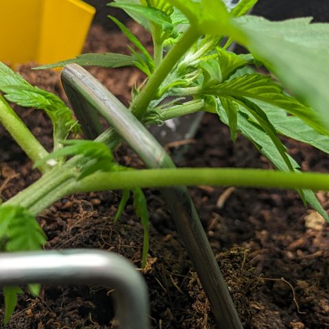 Tamsi growlog photo: First small pistils visible